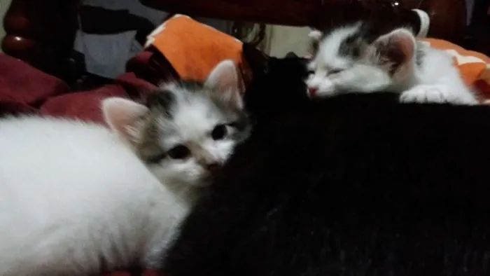 Gato ra a SRD idade Abaixo de 2 meses nome Pampa