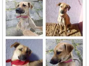 Cachorro raça SRD idade 1 ano nome Anitta