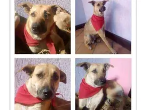 Cachorro raça SRD idade 1 ano nome Thor