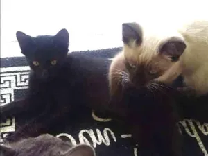 Gato raça Vira lata idade 2 a 6 meses nome Não deixar nome