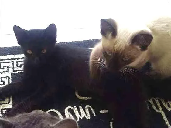 Gato ra a Vira lata idade 2 a 6 meses nome Não deixar nome