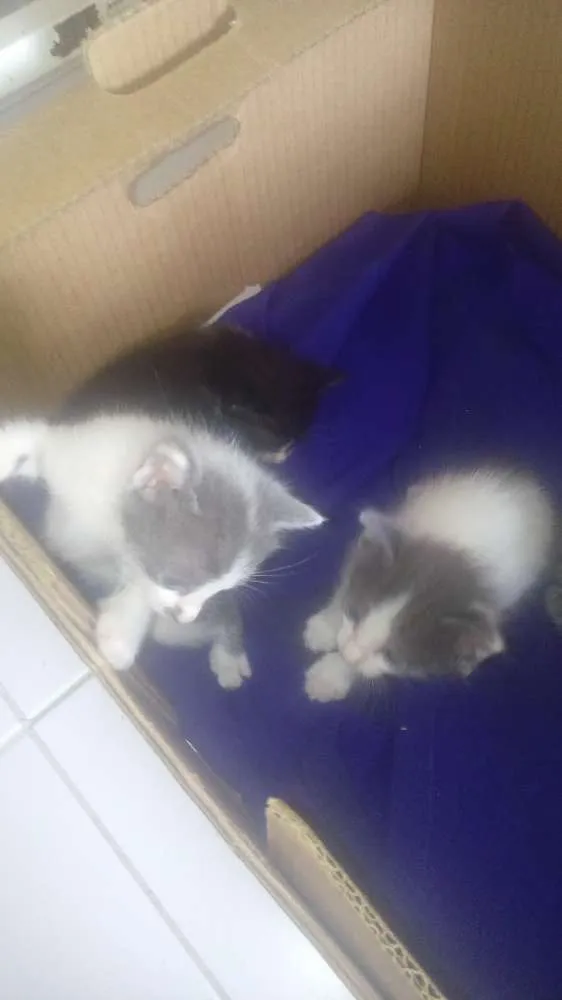 Gato ra a  idade  nome Não tem nome
