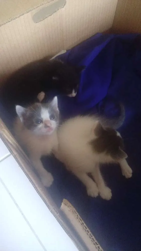 Gato ra a  idade  nome Não tem nome