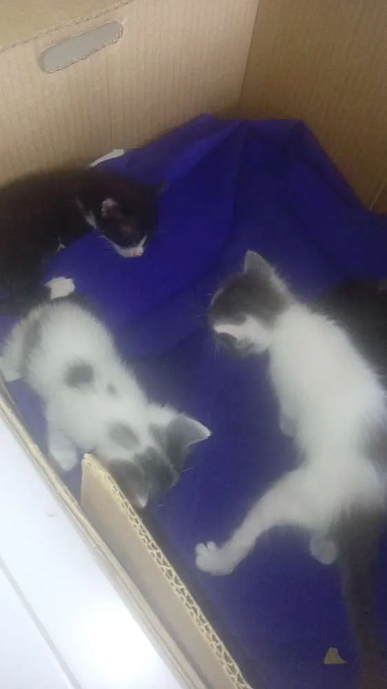 Gato ra a  idade  nome Não tem nome