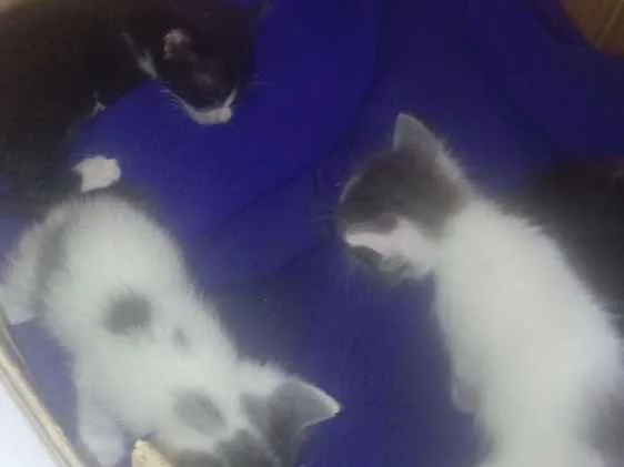 Gato ra a  idade  nome Não tem nome
