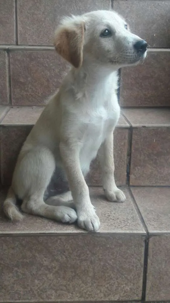 Cachorro ra a Não sei idade 2 a 6 meses nome Leite