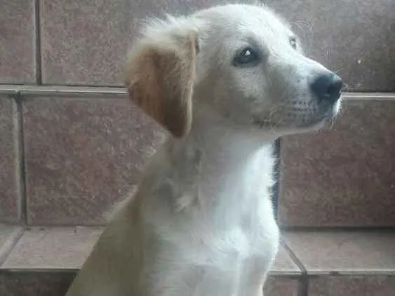 Cachorro ra a Não sei idade 2 a 6 meses nome Leite