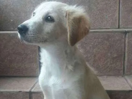 Cachorro ra a Não sei idade 2 a 6 meses nome Leite