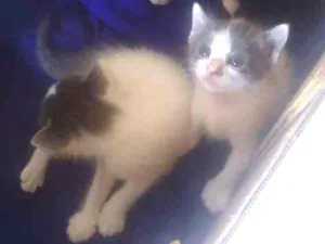 Gato raça  idade  nome Não tem nome