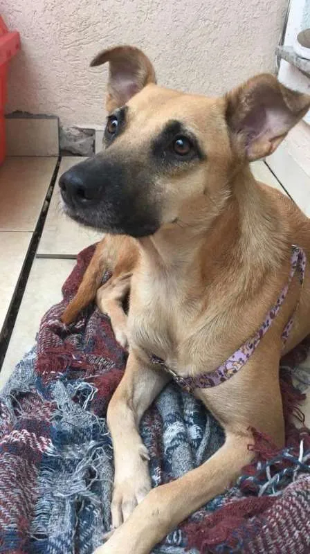 Cachorro ra a SRD idade 1 ano nome Paçoca