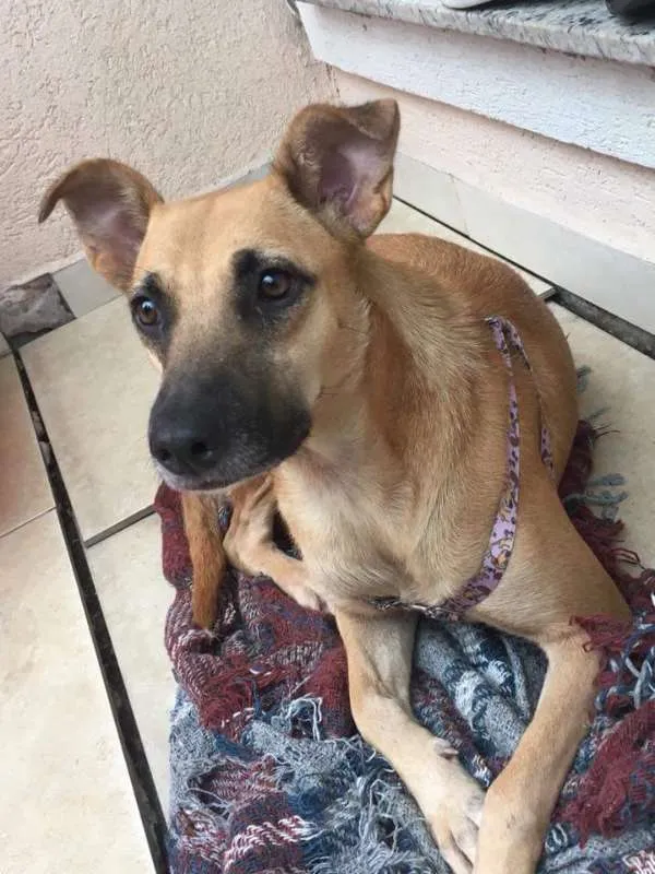 Cachorro ra a SRD idade 1 ano nome Paçoca
