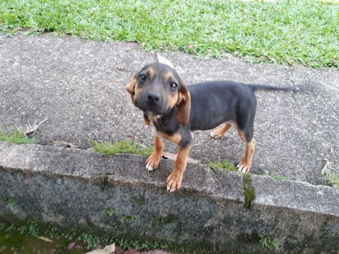 Cachorro ra a SRD idade 2 a 6 meses nome Dudinha