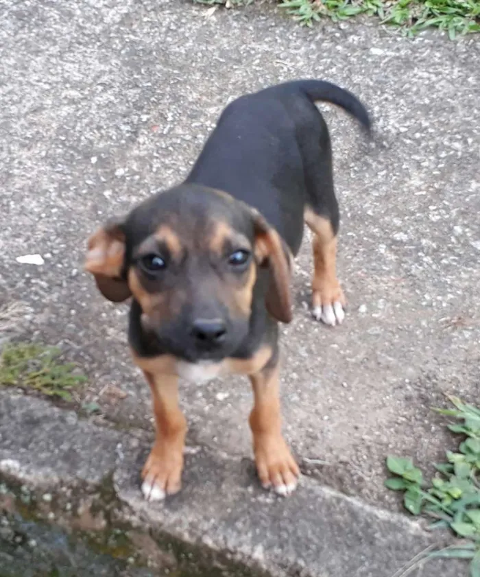 Cachorro ra a SRD idade 2 a 6 meses nome Dudinha