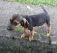 Dudinha