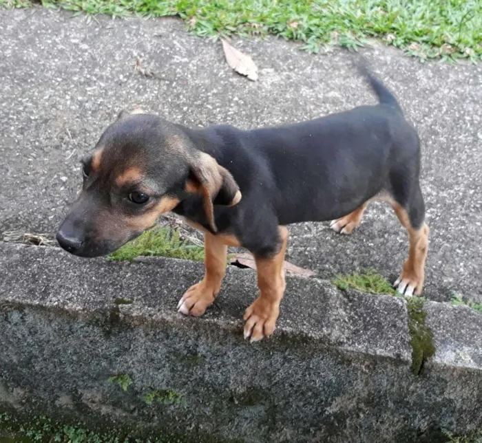 Cachorro ra a SRD idade 2 a 6 meses nome Dudinha