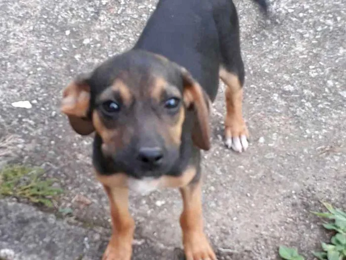 Cachorro ra a SRD idade 2 a 6 meses nome Dudinha