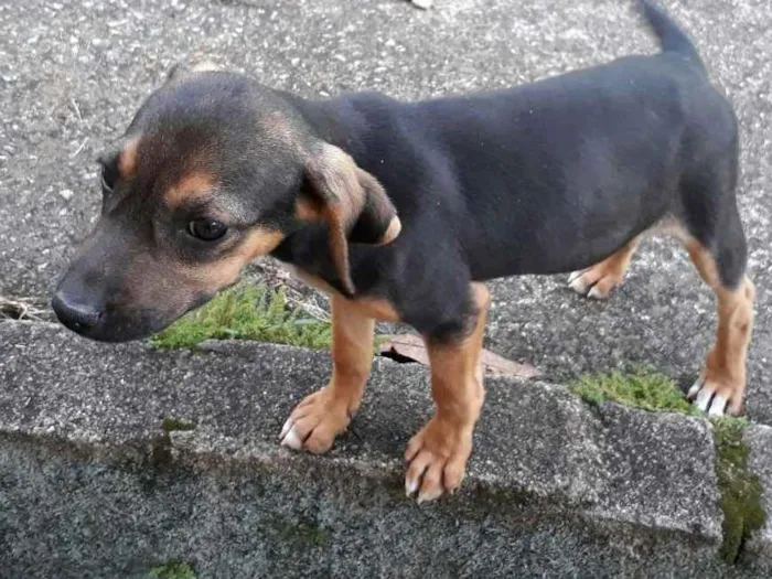 Cachorro ra a SRD idade 2 a 6 meses nome Dudinha