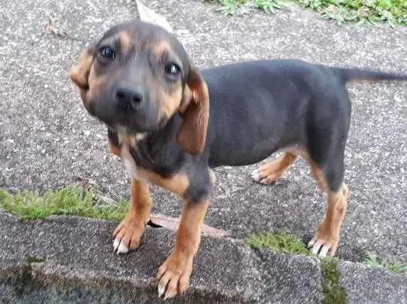 Cachorro ra a SRD idade 2 a 6 meses nome Dudinha