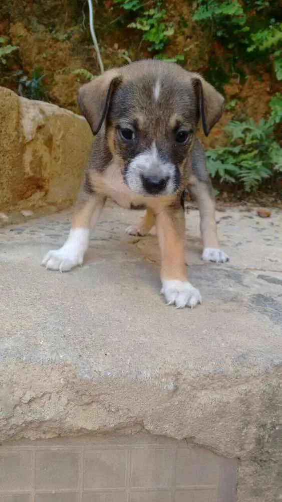 Cachorro ra a Vira lata  idade Abaixo de 2 meses nome Ainda não tem 