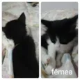 Frajolinha