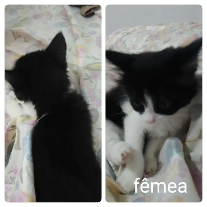 Gato ra a Sem raça  idade 2 a 6 meses nome Frajolinha