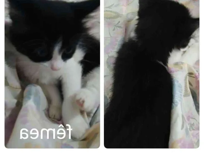 Gato ra a Sem raça  idade 2 a 6 meses nome Frajolinha