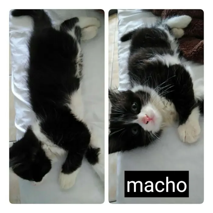 Gato ra a Sem raça  idade 2 a 6 meses nome Frajolinha