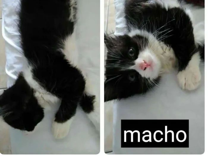 Gato ra a Sem raça  idade 2 a 6 meses nome Frajolinha