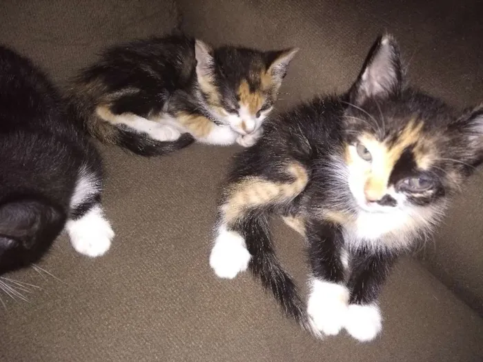 Gato raça Desconheço idade Abaixo de 2 meses nome Luvinha, Sofia, Isab
