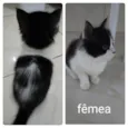 Frajolinha