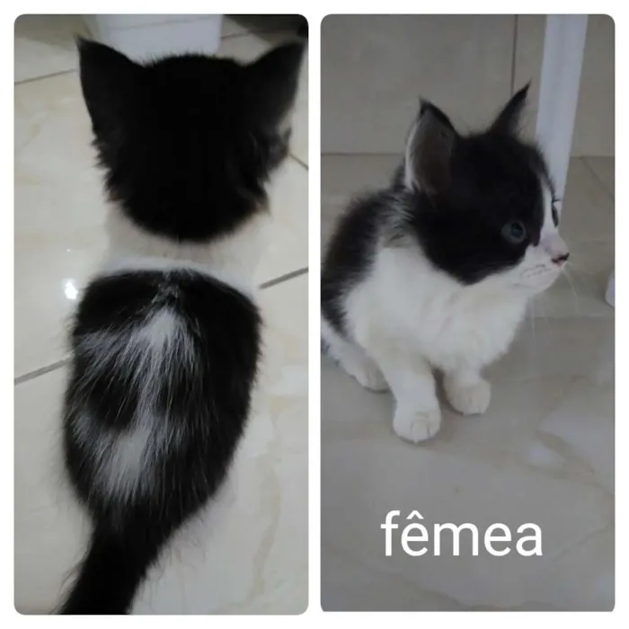 Gato ra a Sem raça  idade 2 a 6 meses nome Frajolinha