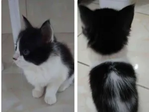 Gato raça Sem raça  idade 2 a 6 meses nome Frajolinha