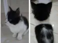 Frajolinha