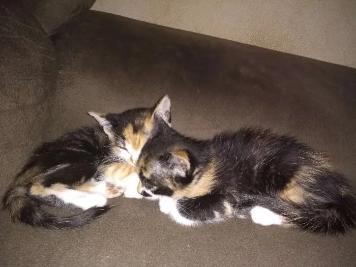 Gato raça Desconheço idade Abaixo de 2 meses nome Luvinha, Sofia, Isab