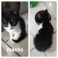 Frajolinha