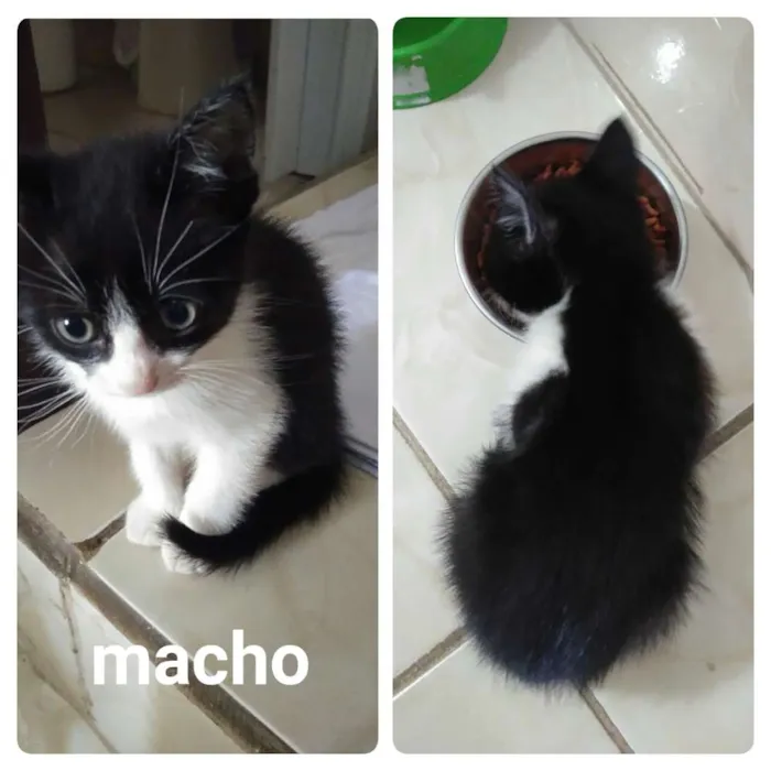 Gato ra a Sem raça  idade 2 a 6 meses nome Frajolinha