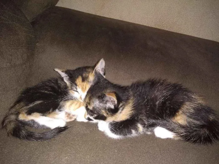 Gato raça Desconheço idade Abaixo de 2 meses nome Luvinha, Sofia, Isab