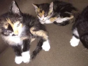 Gato raça Desconheço idade Abaixo de 2 meses nome Luvinha, Sofia, Isab