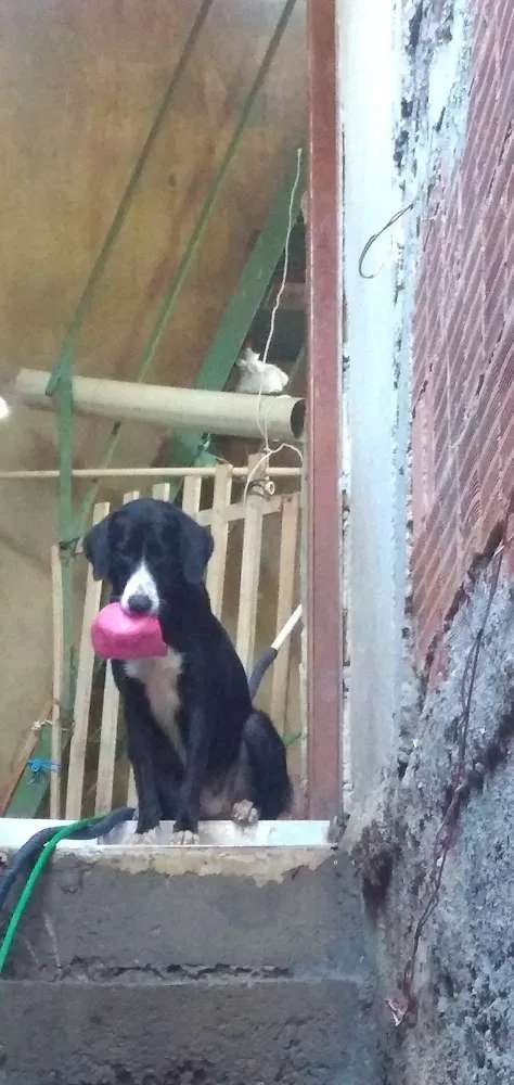 Cachorro ra a Vira lata (mistura de labrador idade 1 ano nome Belinha