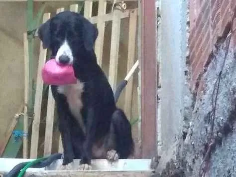 Cachorro ra a Vira lata (mistura de labrador idade 1 ano nome Belinha