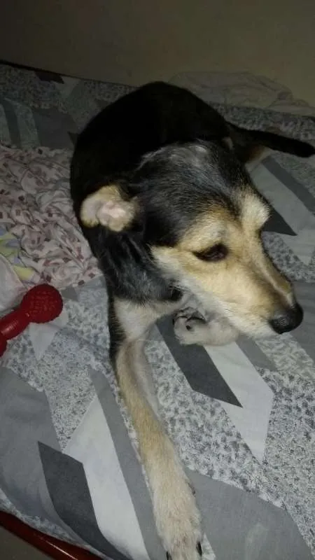 Cachorro ra a vira-lata idade 4 anos nome Loli