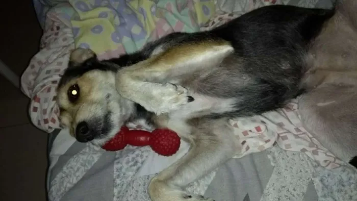 Cachorro ra a vira-lata idade 4 anos nome Loli