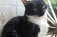 Frajolinha