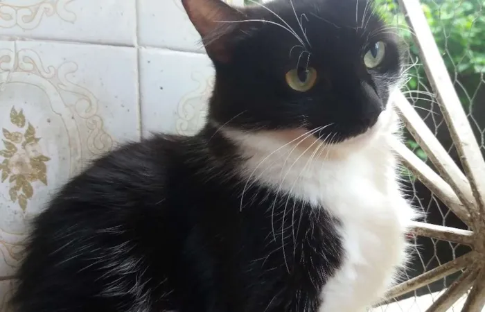 Gato ra a SRD idade 2 anos nome Frajolinha