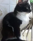 Frajolinha