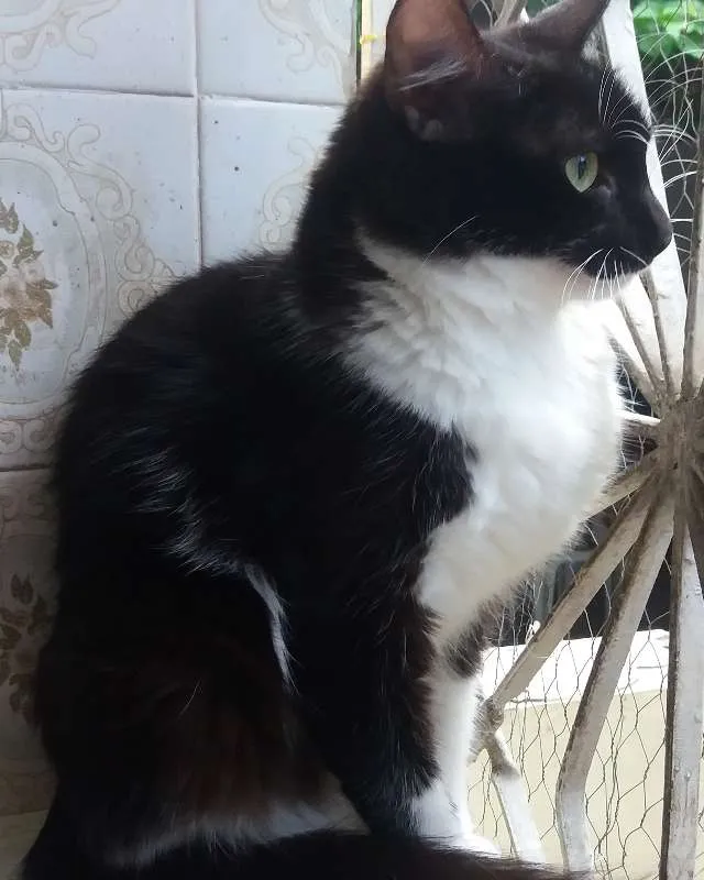 Gato ra a SRD idade 2 anos nome Frajolinha