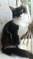 Frajolinha
