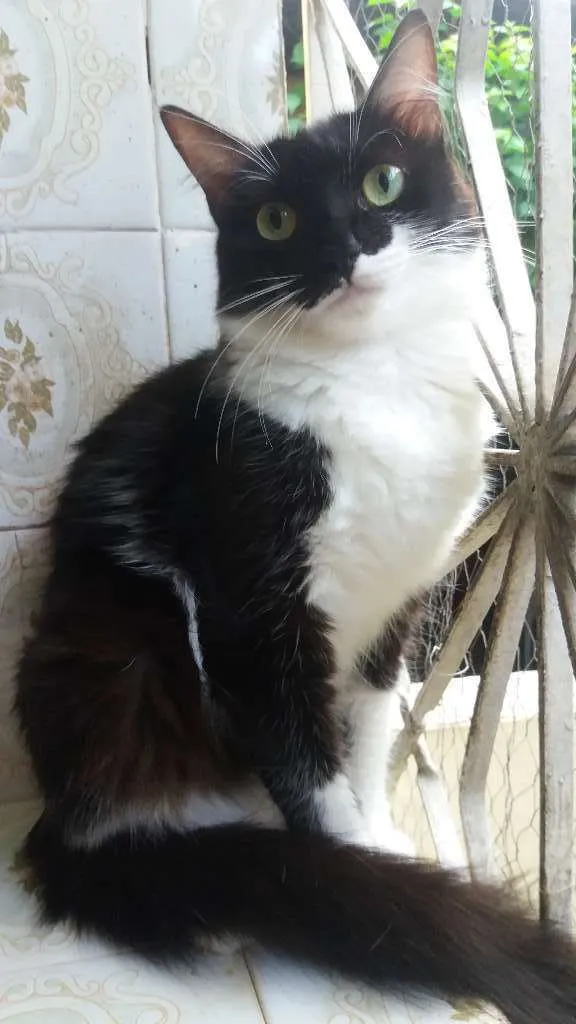 Gato ra a SRD idade 2 anos nome Frajolinha