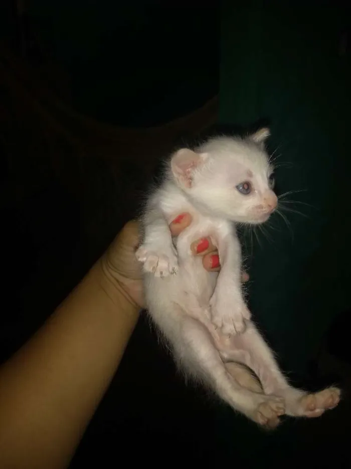 Gato raça  idade Abaixo de 2 meses nome Nao tem