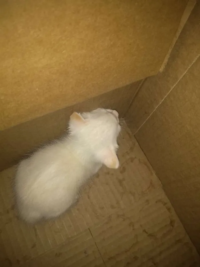 Gato raça  idade Abaixo de 2 meses nome Nao tem